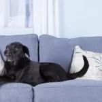 Choosing Pet Friendly Couches