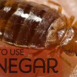 Top Tips Pertaining To Diy House Insect Control