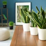 HOW TO CHOOSE THE BEST PLANTS FOR AIR PURIFICATION FOR YOUR HOME